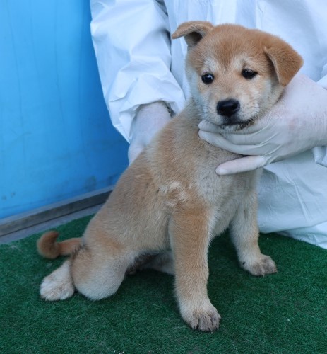 보호중 믹스견의 가…