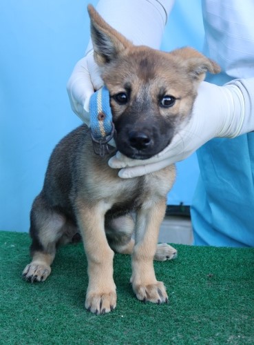 제주 동물보호센터_450650202502910