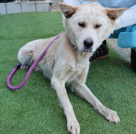 보호중 믹스견의 가…