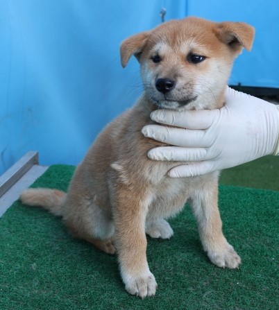 제주 동물보호센터_450650202502915