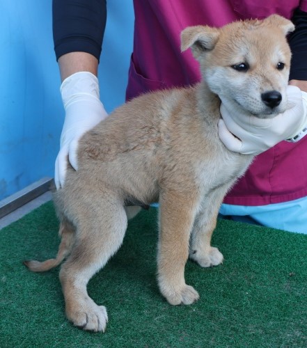 제주 동물보호센터_450650202502912