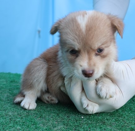 제주 동물보호센터_450650202502917