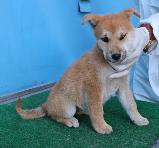 종료(자연사) 믹스…