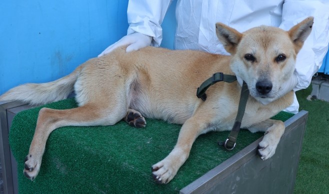 보호중 믹스견의 가…