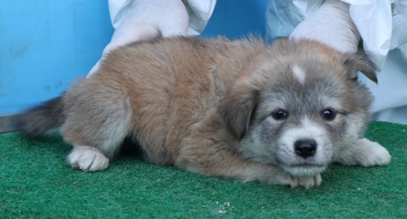 종료(입양) 믹스견…