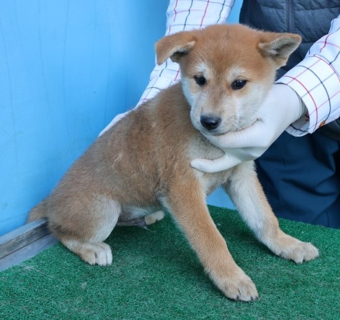 보호중 믹스견의 가…