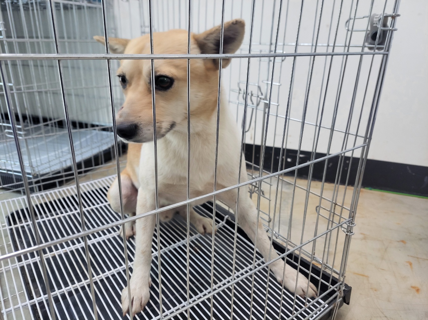 종료(입양) 믹스견…