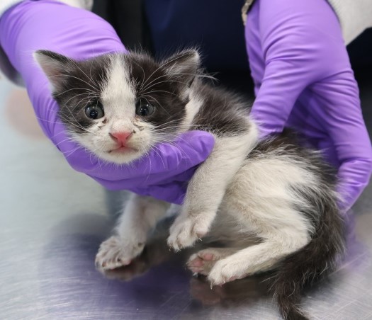 종료(자연사) 한국…