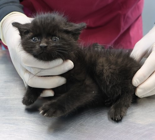 종료(자연사) 한국…