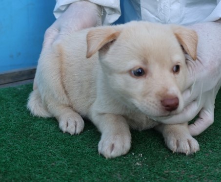 보호중 믹스견의 가…