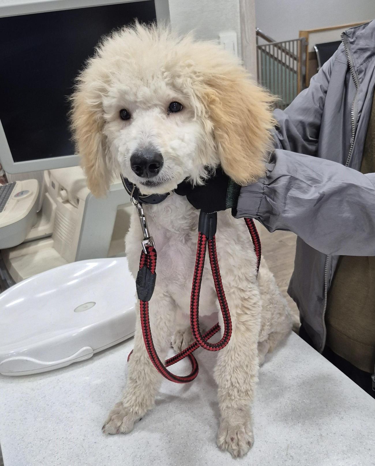 종료(입양) 믹스견…