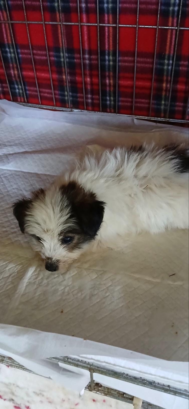 (사)동물보호관리협회_448535202501593