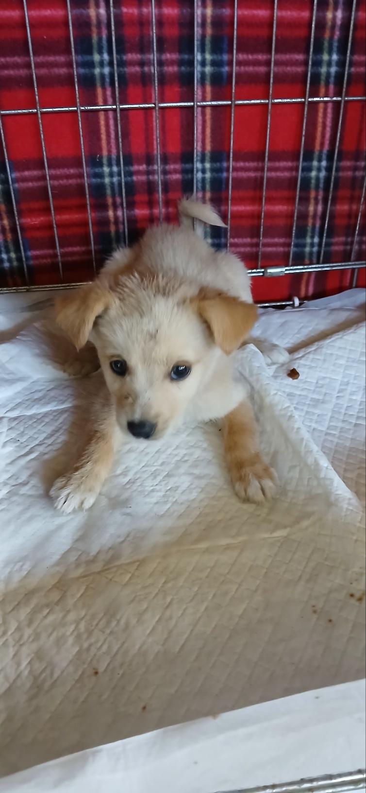 종료(입양) 믹스견…