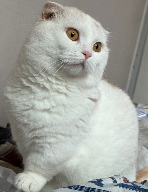 종료(자연사) 믹스…