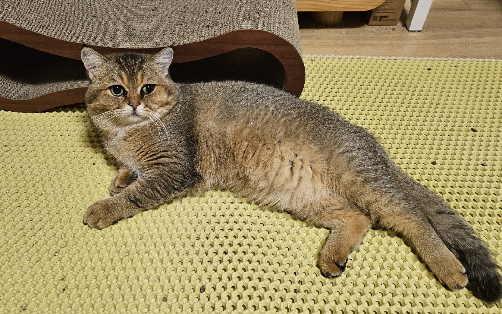 종료(입양) 믹스묘…