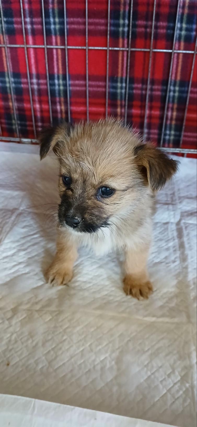 (사)동물보호관리협회_448535202501592