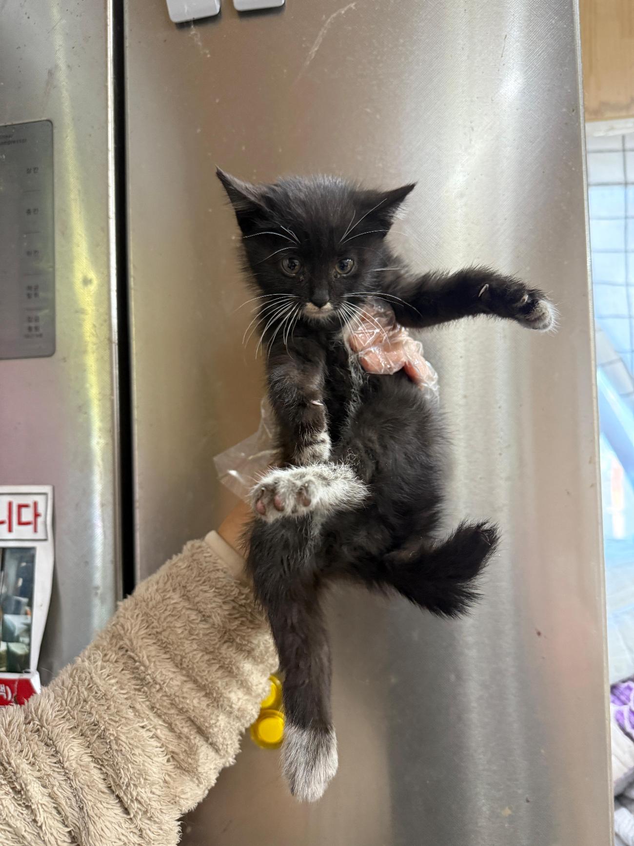 보호중 한국 고양이…