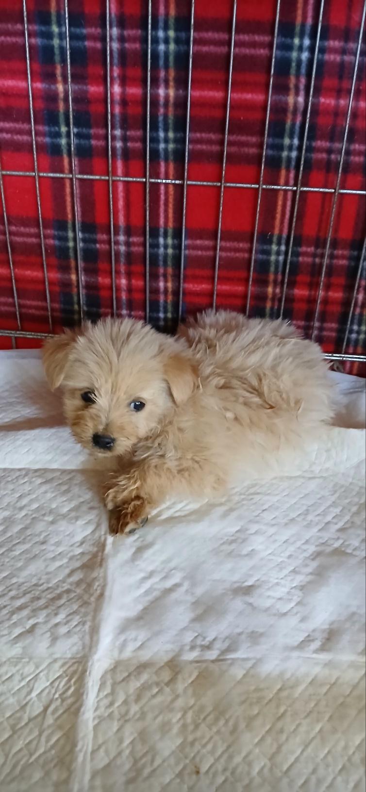 (사)동물보호관리협회_448535202501594