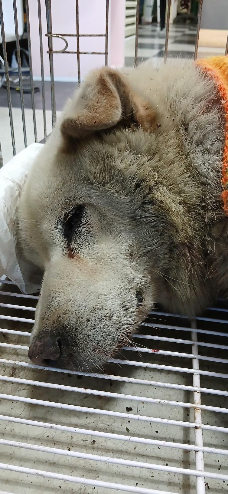 종료(안락사) 믹스…