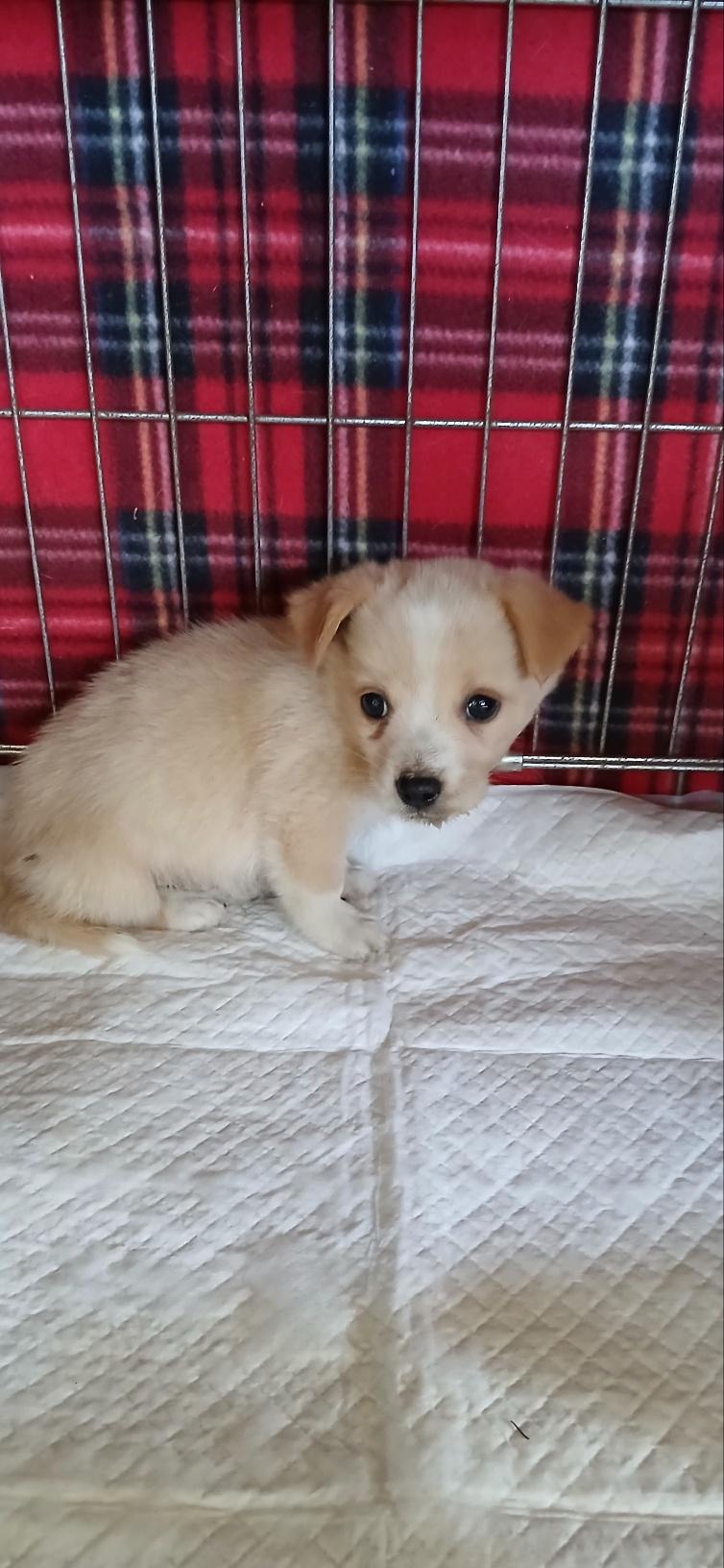 종료(자연사) 믹스…