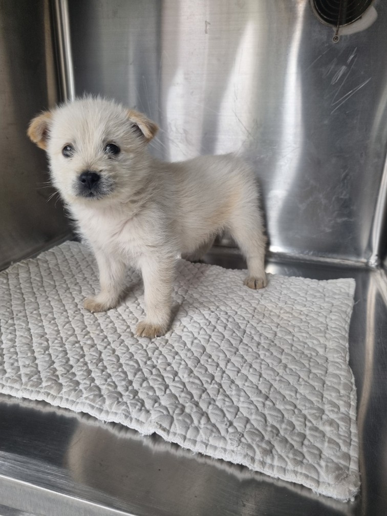 신공항동물병원_428349202500951