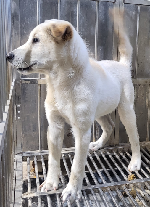 의령군 동물보호센터_448539202500319