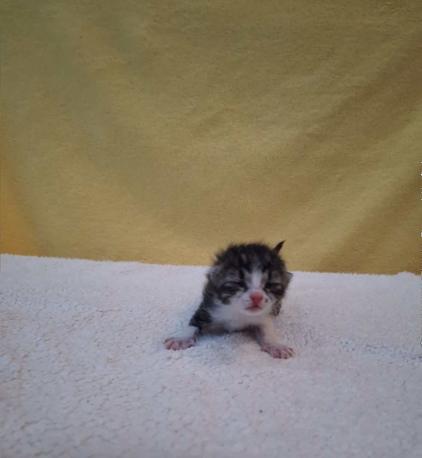 종료(자연사) 믹스…