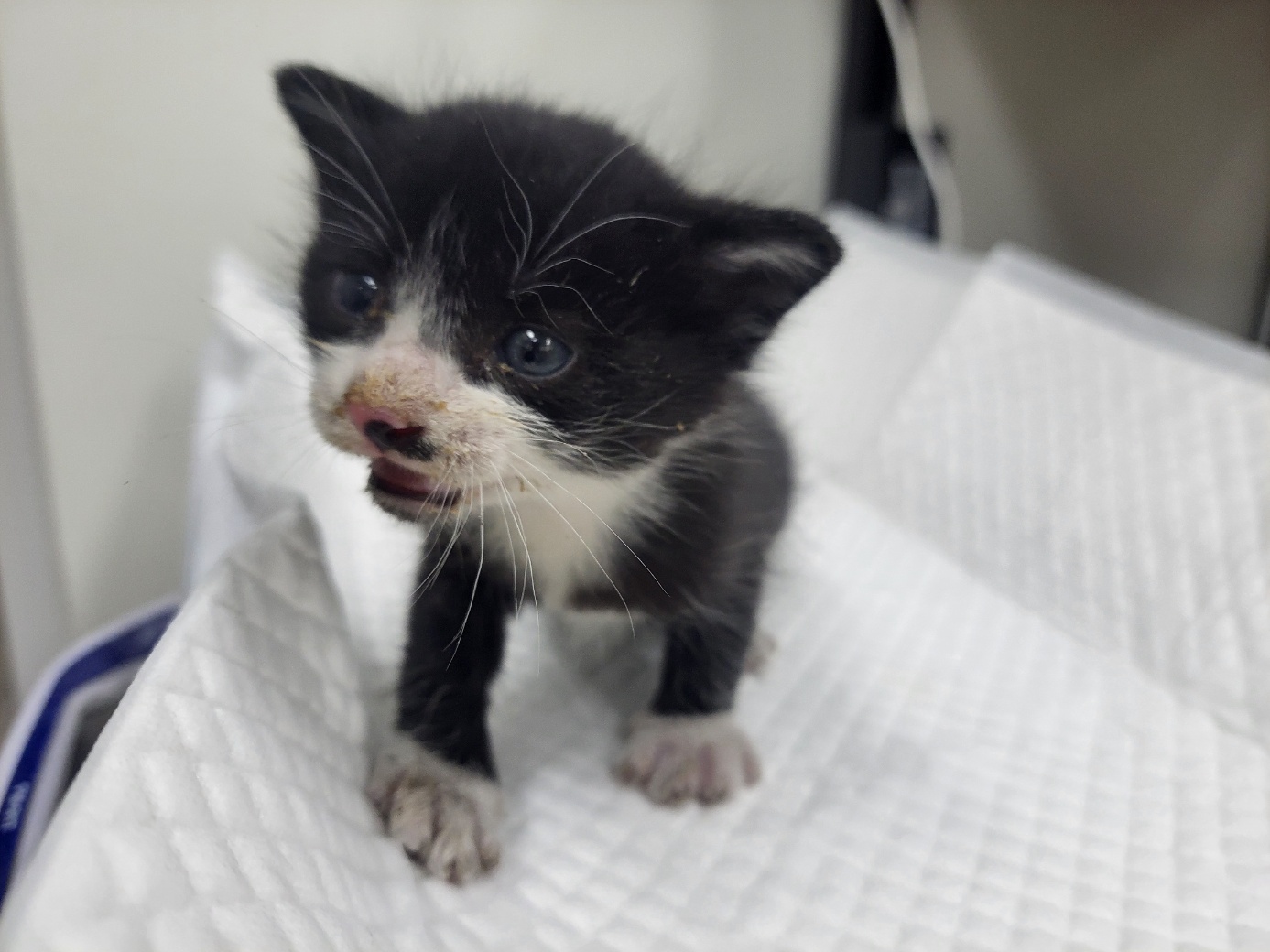 고양시동물보호센터_441394202502383