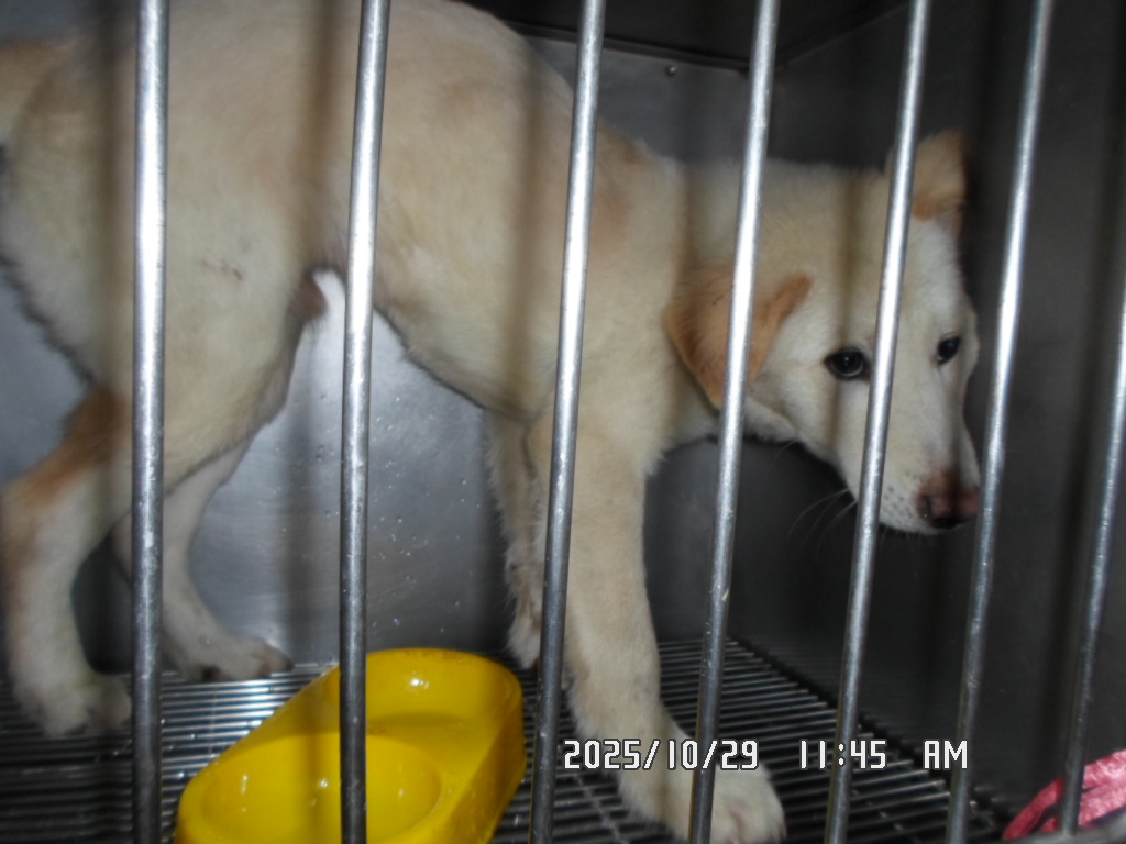 종료(반환) 믹스견…