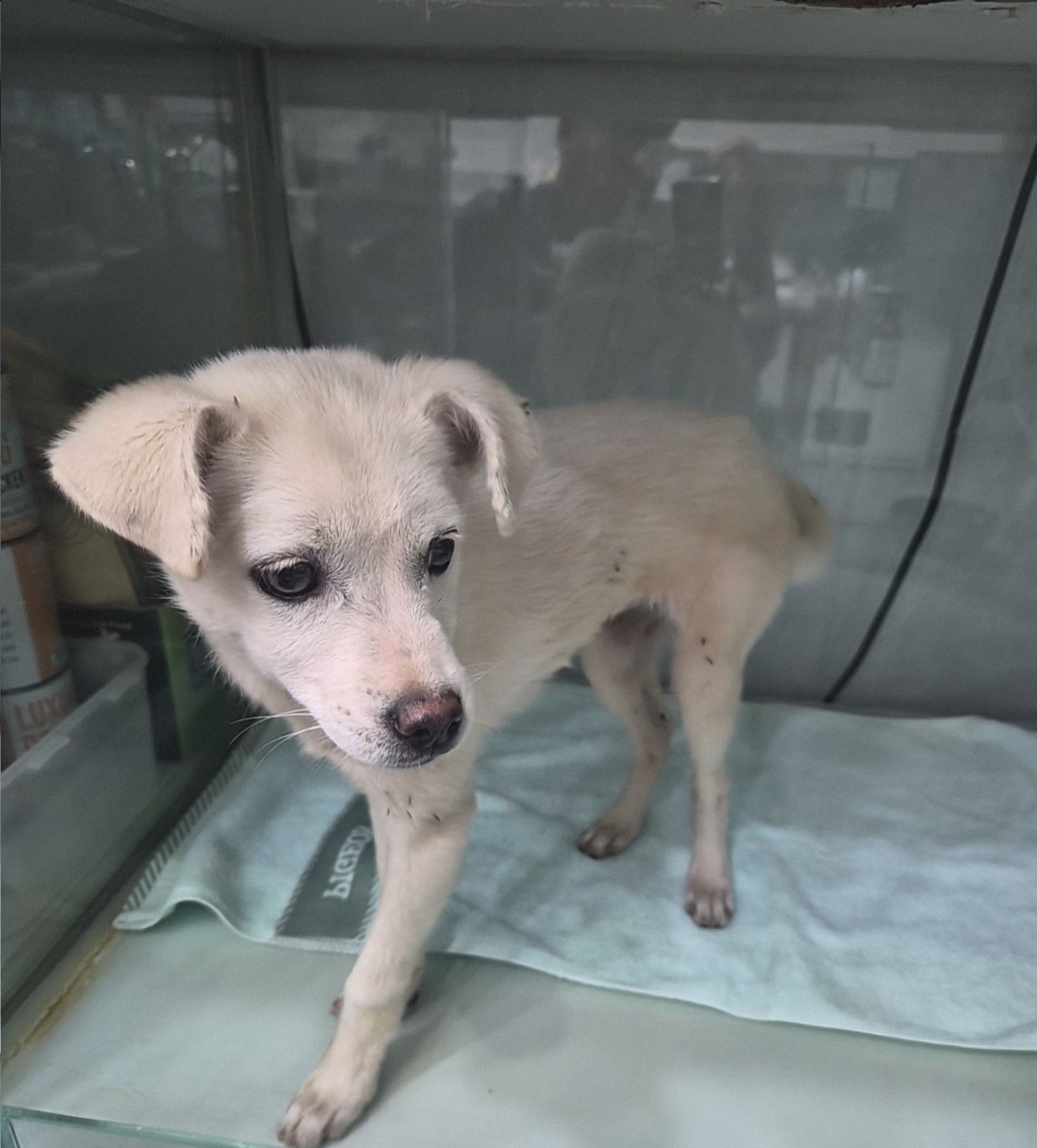 군산유기동물보호센터_445467202502042