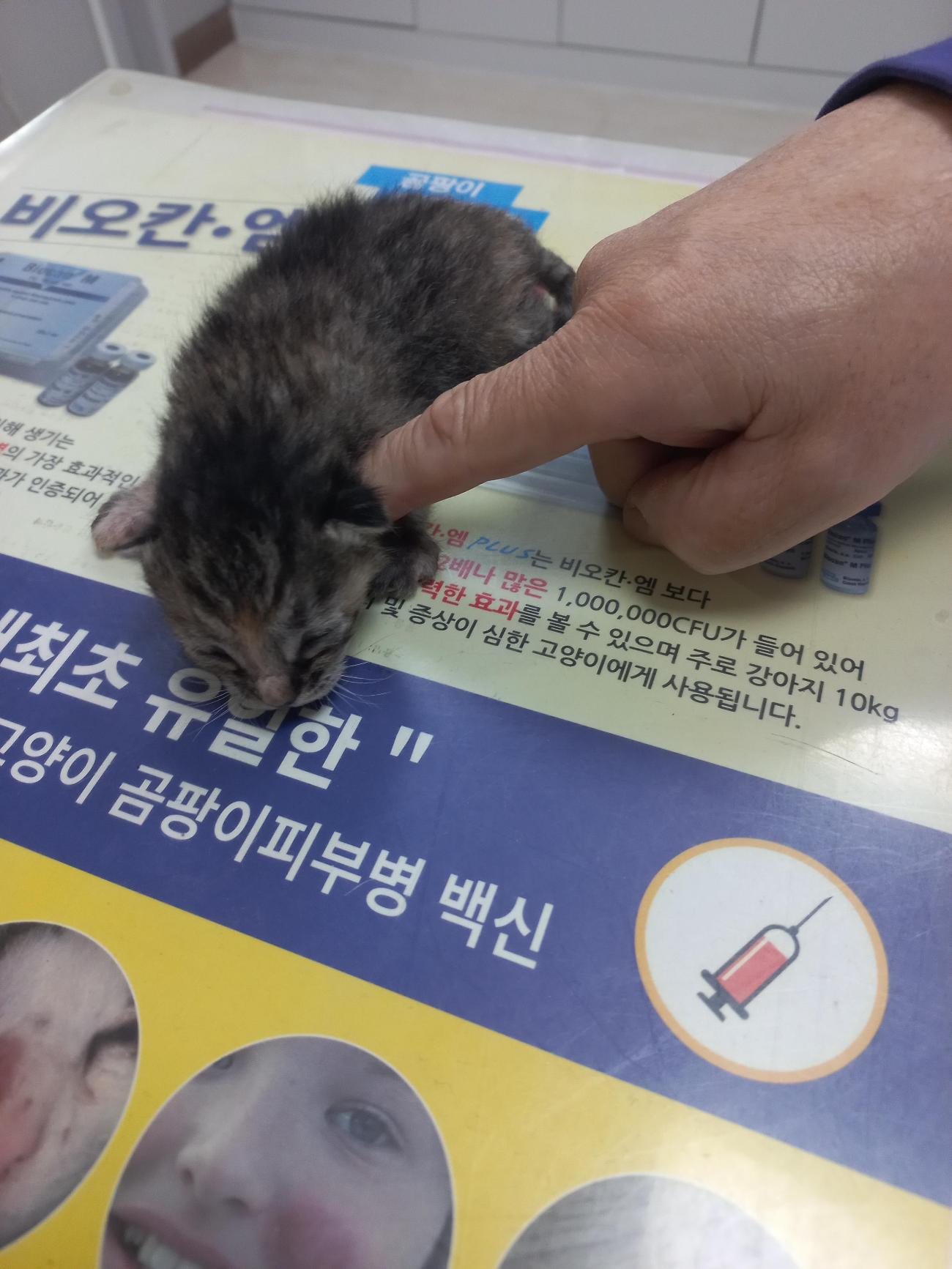 종료(자연사) 한국…