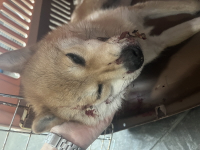 사단법인 동부_426340202500662