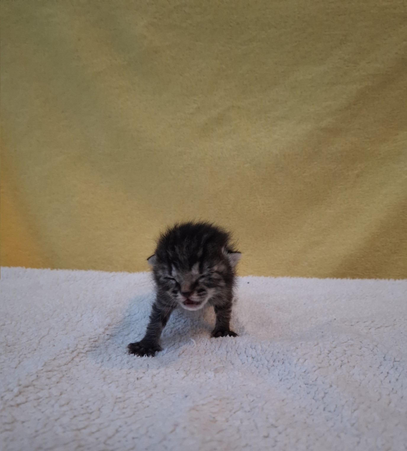 종료(자연사) 믹스…