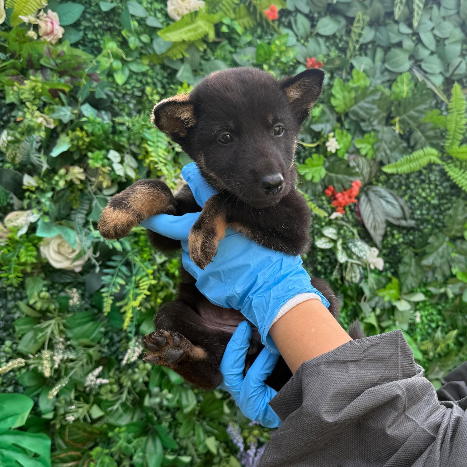 보호중 믹스견의 가…