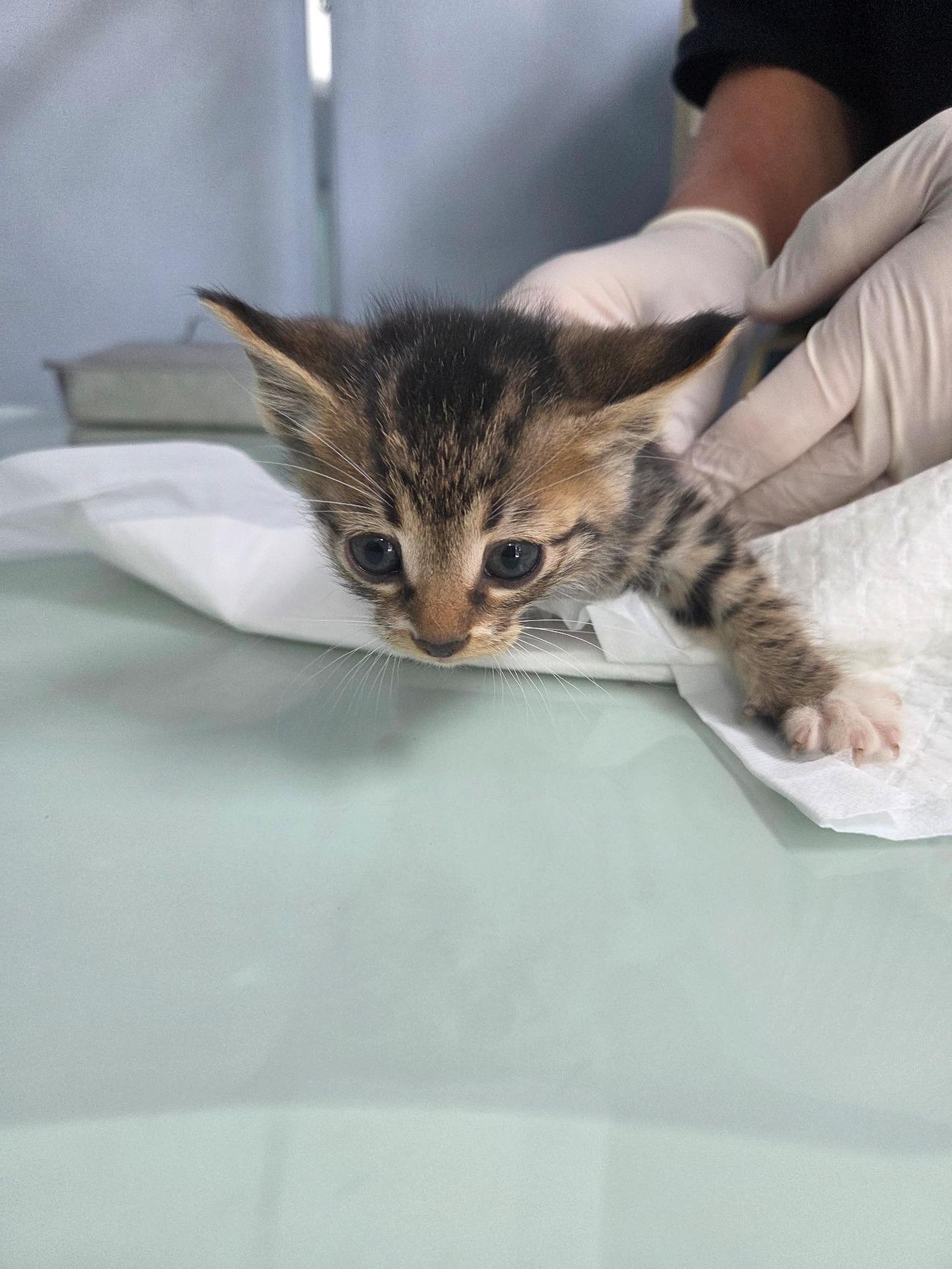 종료(자연사) 한국…