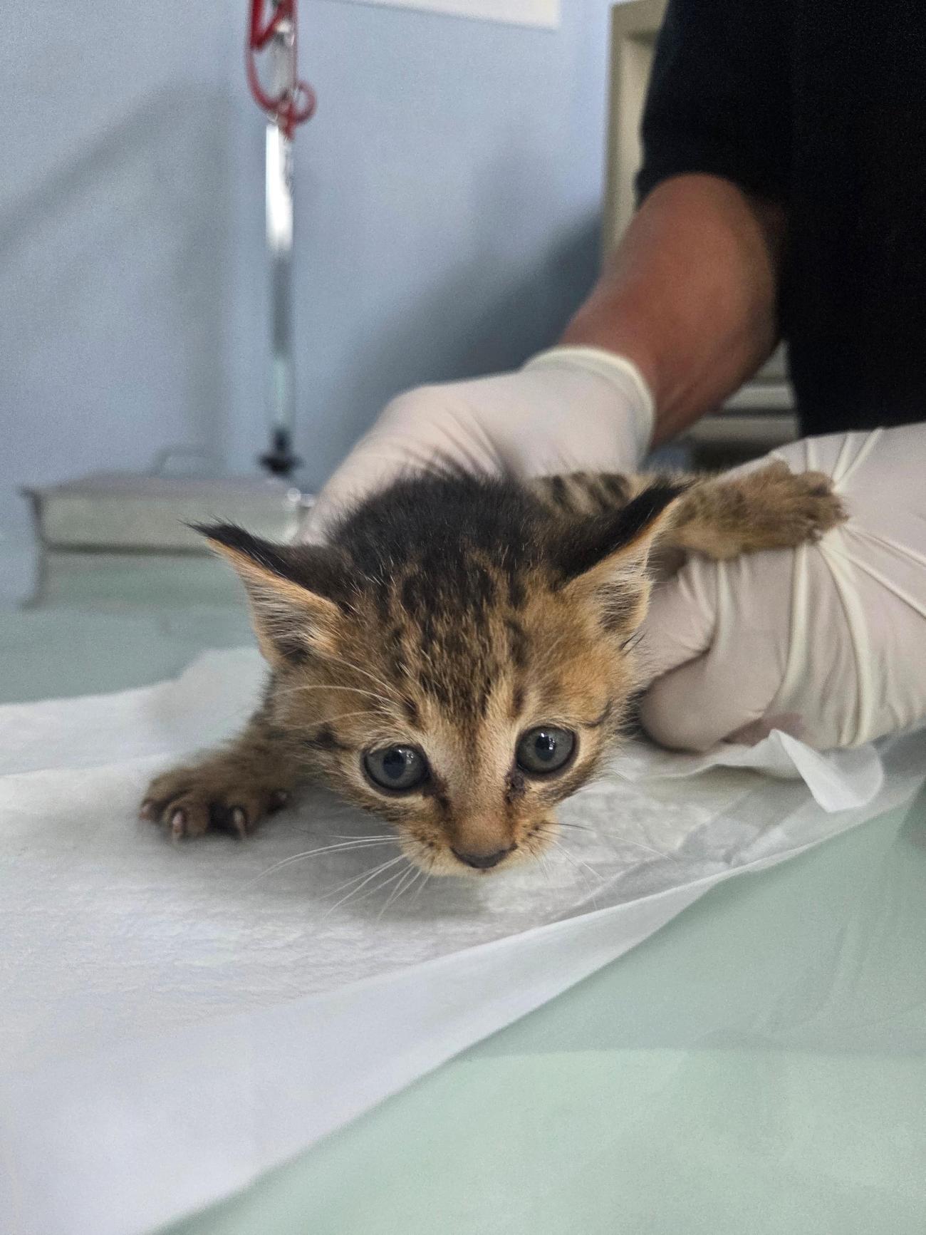 종료(자연사) 한국…