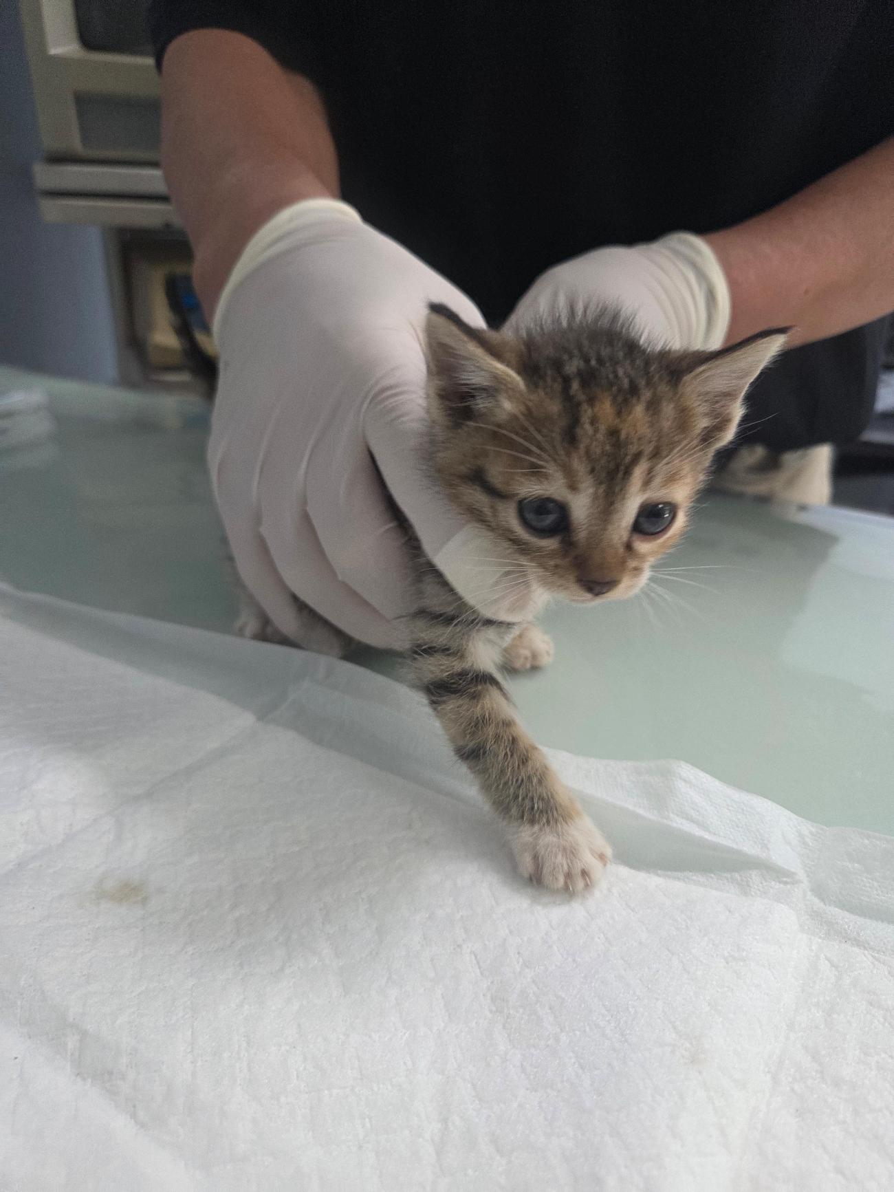 나주유기동물보호센터_446483202501787