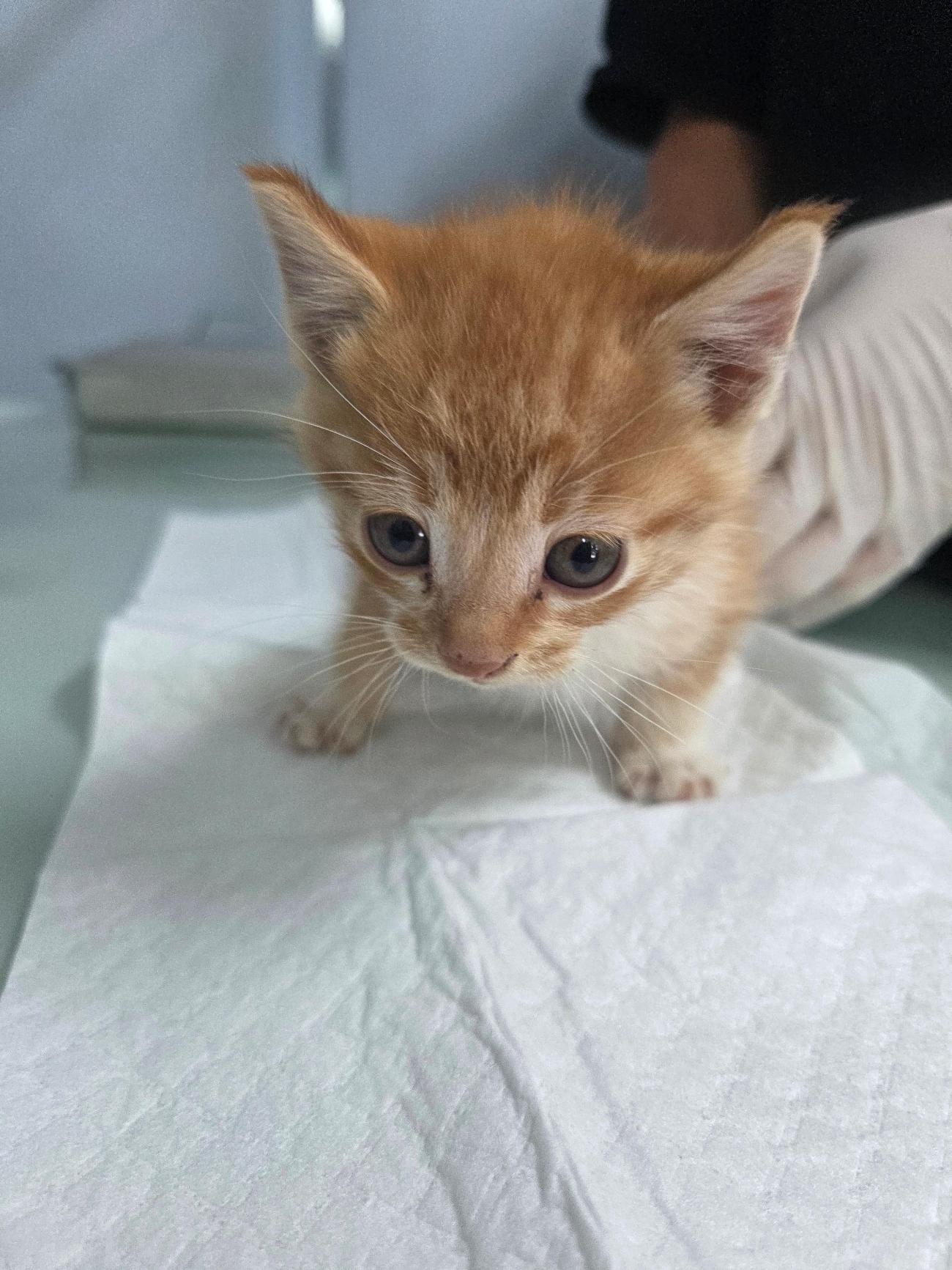 종료(자연사) 한국…