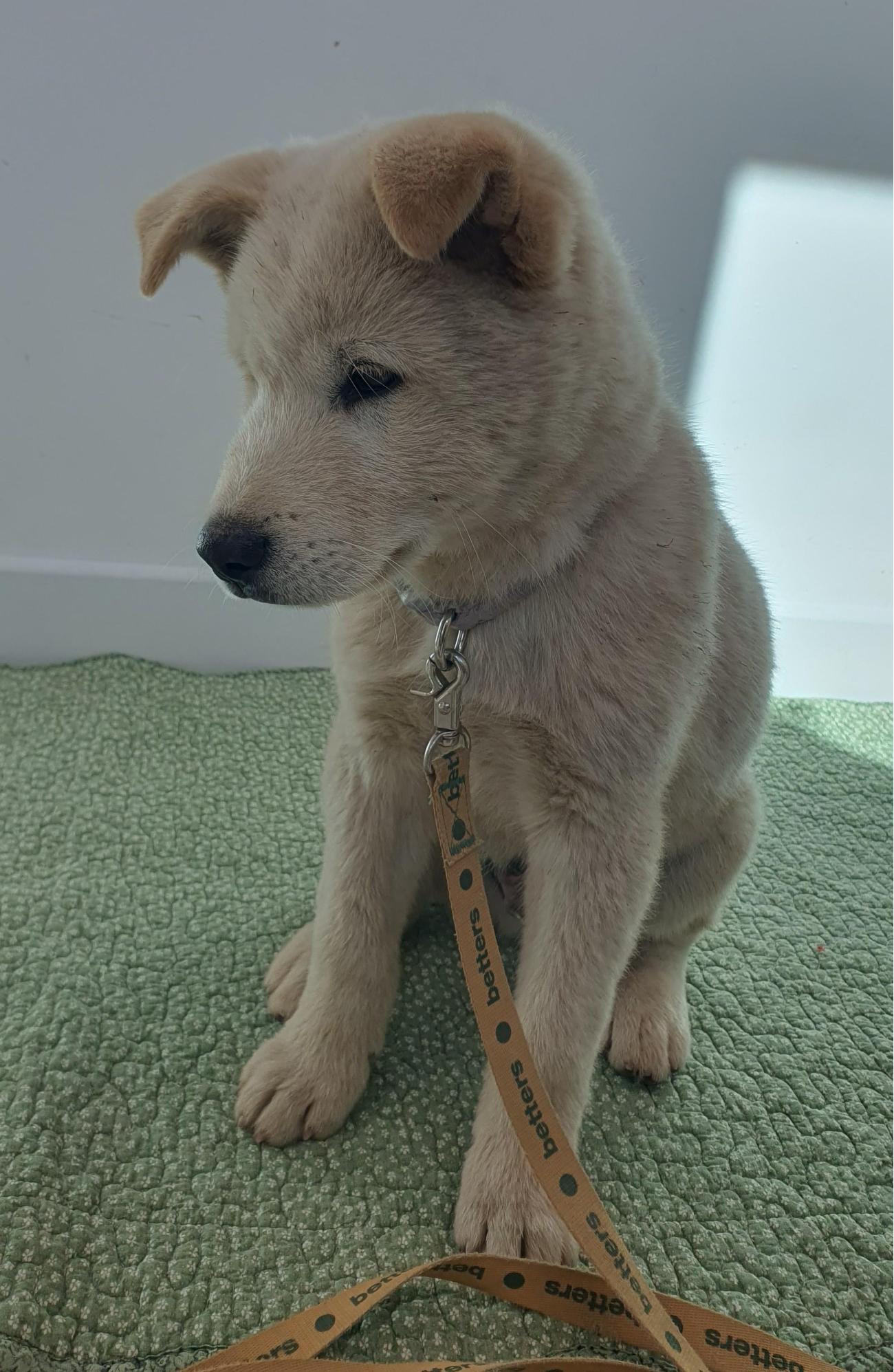 단양군동물보호센터_443448202500045