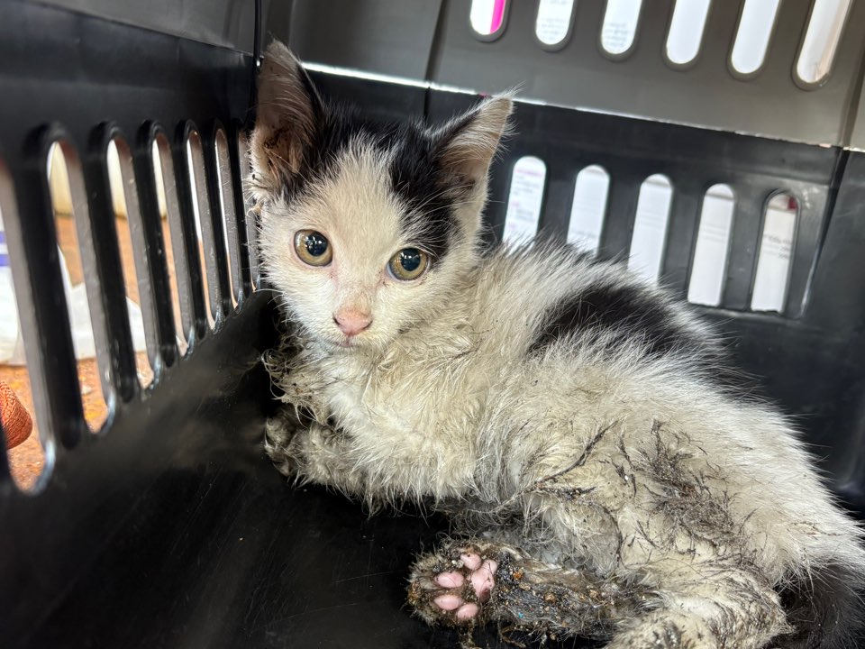 종료(자연사) 한국…