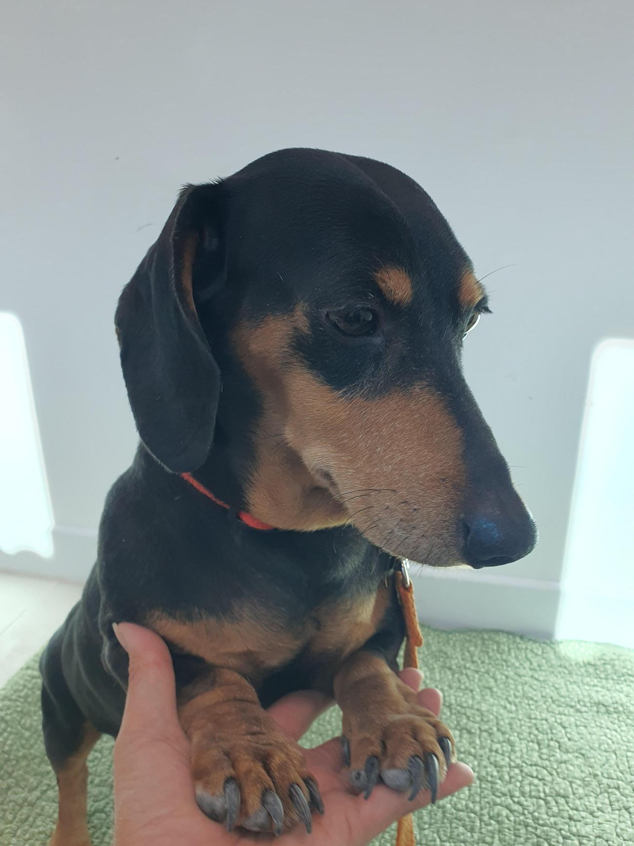 단양군동물보호센터_443448202500044