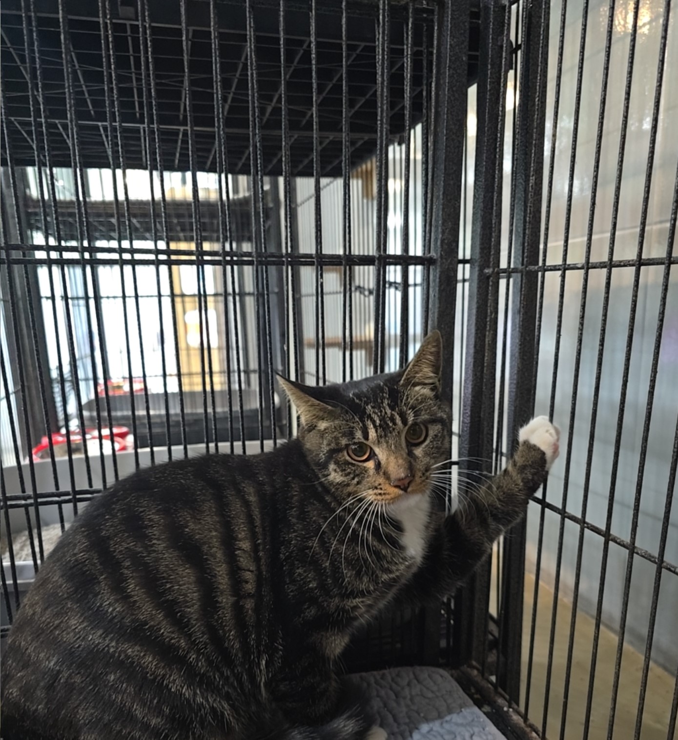 군산유기동물보호센터_445467202502043