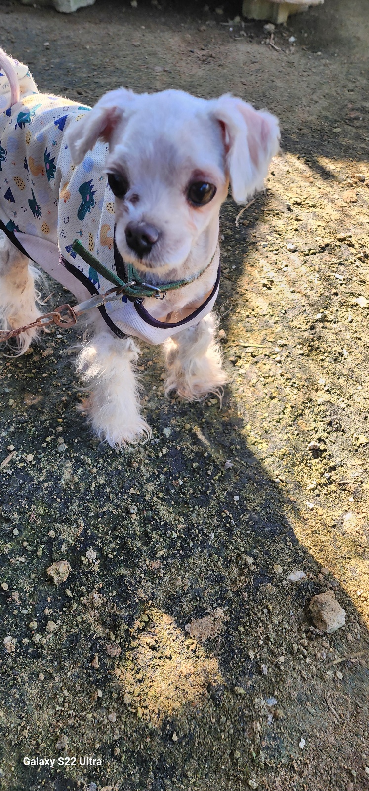 종료(기증) 말티즈…