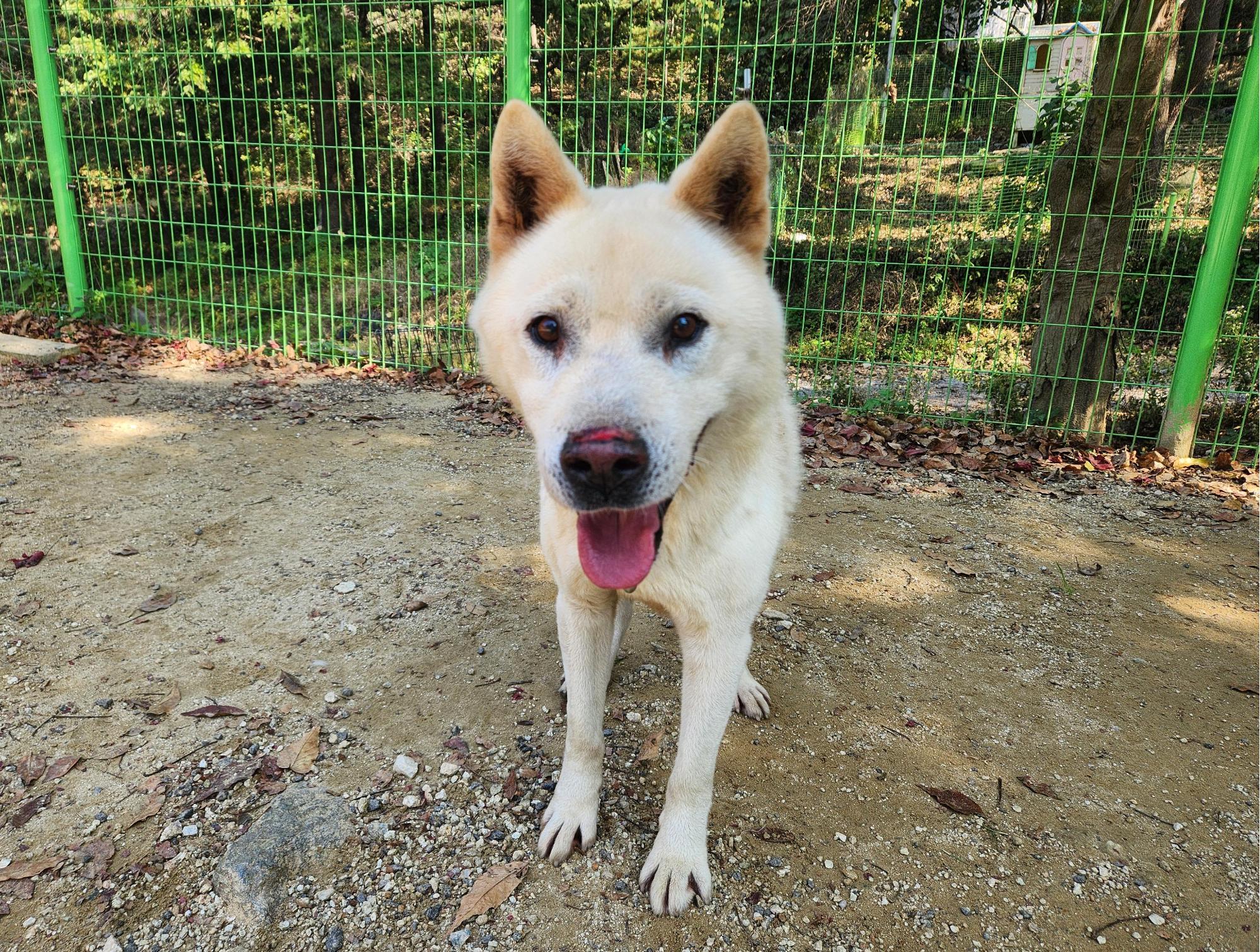 종료(안락사) 진도…