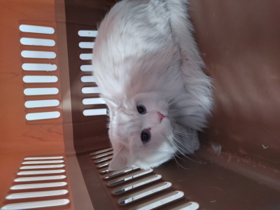 종료(반환) 페르시…