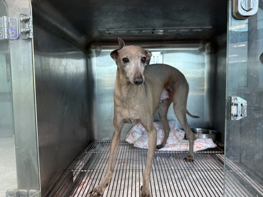 종료(반환) 이탈리…