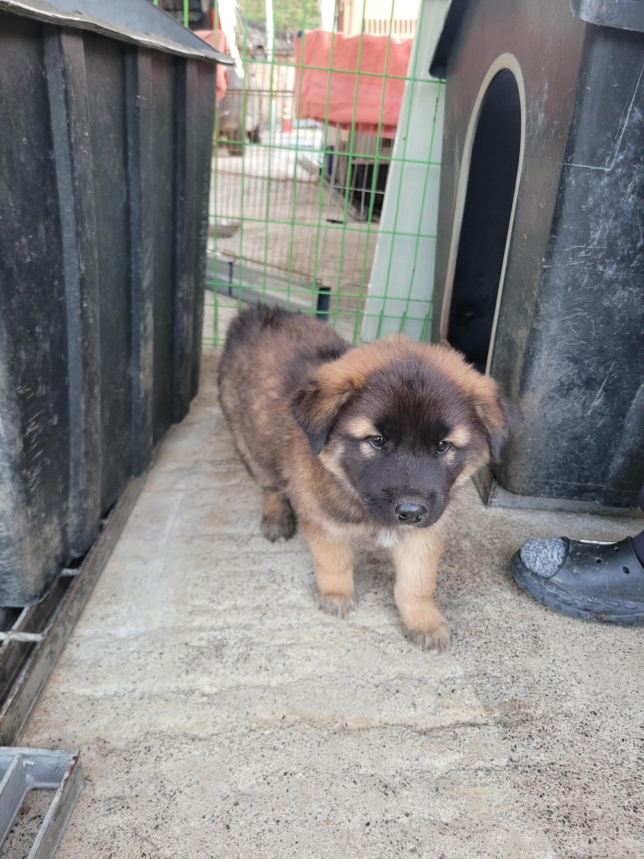 보호중 믹스견의 가…