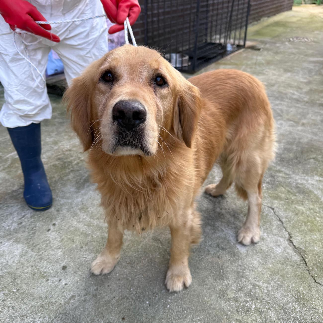 종료(반환) 골든 …