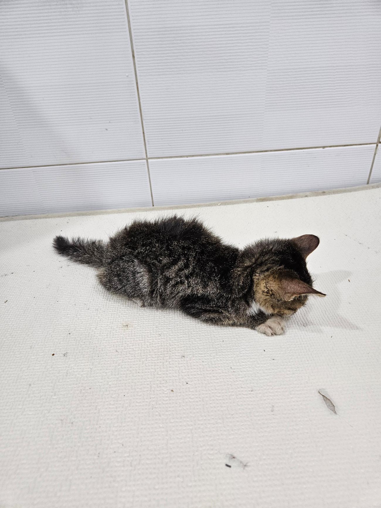 종료(자연사) 한국…