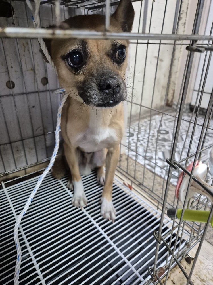 보호중 믹스견의 가…